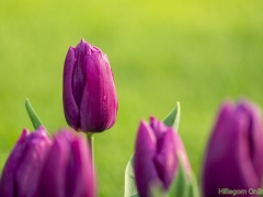 190407-Keukenhof-118