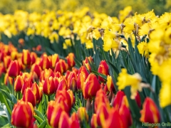 190407-Keukenhof-123