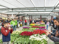 190407-Keukenhof-133