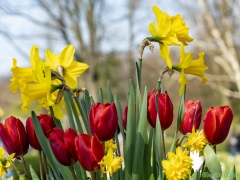 190407-Keukenhof-135