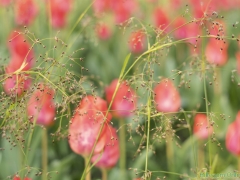 IKpictures-2019-Keukenhof-dsc08572