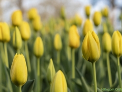 IKpictures-2019-Keukenhof-dsc08576