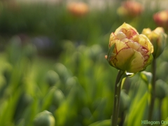 IKpictures-2019-Keukenhof-dsc08603