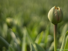 IKpictures-2019-Keukenhof-dsc08605