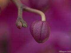 IKpictures-2019-Keukenhof-dsc08611