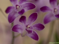 IKpictures-2019-Keukenhof-dsc08630