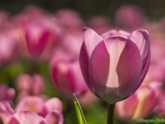 IKpictures-2019-Keukenhof-dsc08695