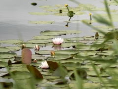 25_Corine-Zijerveld_Oosteinderlaan