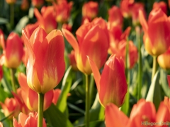 190407-Keukenhof-104