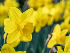 190407-Keukenhof-108