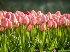 190407-Keukenhof-112