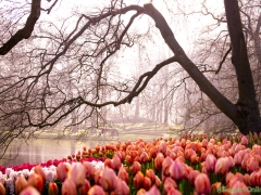 190407-Keukenhof-115