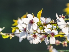 190407-Keukenhof-122