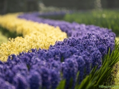 190407-Keukenhof-125