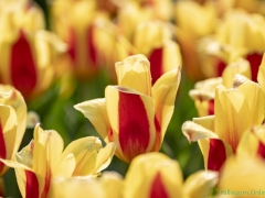 190407-Keukenhof-126