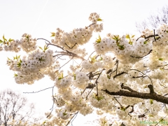 190407-Keukenhof-131