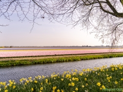 190407-Keukenhof-136