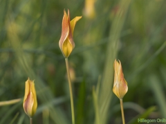 IKpictures-2019-Keukenhof-dsc08571