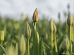 IKpictures-2019-Keukenhof-dsc08575