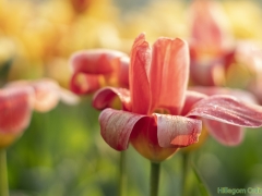 IKpictures-2019-Keukenhof-dsc08584