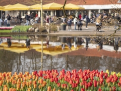 IKpictures-2019-Keukenhof-dsc08592