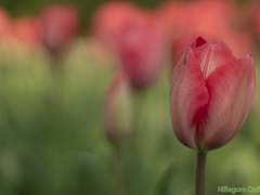 IKpictures-2019-Keukenhof-dsc08607