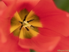 IKpictures-2019-Keukenhof-dsc08653