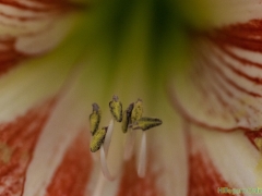 IKpictures-2019-Keukenhof-dsc08666