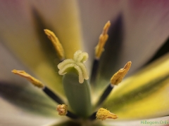 IKpictures-2019-Keukenhof-dsc08677