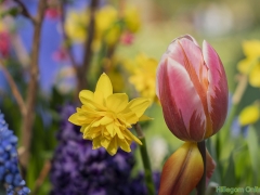 IKpictures-2019-Keukenhof-dsc08685