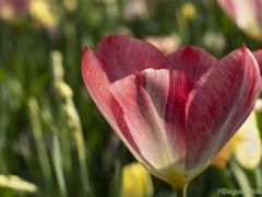 IKpictures-2019-Keukenhof-dsc08688