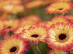 IKpictures-2019-Keukenhof-dsc08704