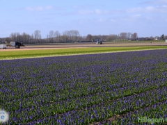 200402-bloemenvelden-Bert-6