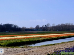 200402-bloemenvelden-Bert-7