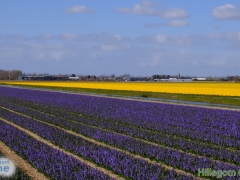 200402-bloemenvelden-Bert-8