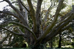 Vrienden oud Hillegom