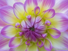 Dahlias-01