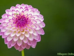 Dahlias-17