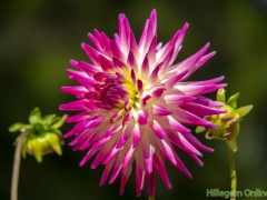 Dahlias-31