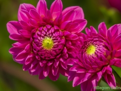 Dahlias-35