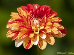 Dahlias-51