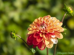 Dahlias-52