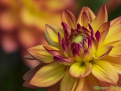 Dahlias-56