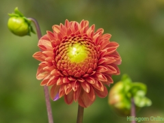 Dahlias-57