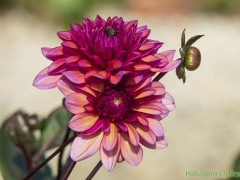 Dahlias-62