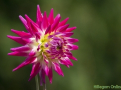 Dahlias-63