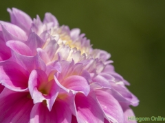 Dahlias-65