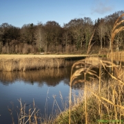 01_Corine-Zijerveld_Lokhorsterduin