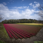 19_Corine-Zijerveld_Lokhorsterduin