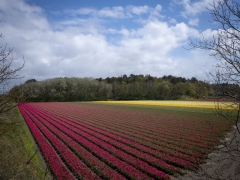 19_Corine-Zijerveld_Lokhorsterduin